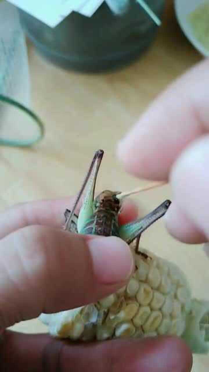 蝈蝈的点药过程为了叫声更加洪亮也是拼了