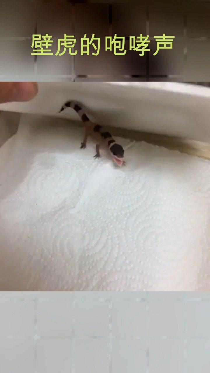 壁虎的叫声竟然是这样的.你听过吗?