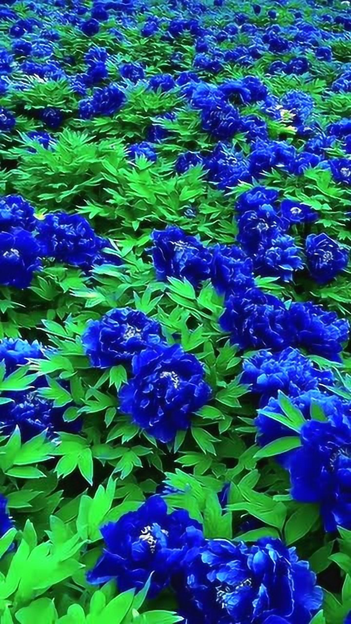 好漂亮的蓝月季,一大片的花海,漂亮极了