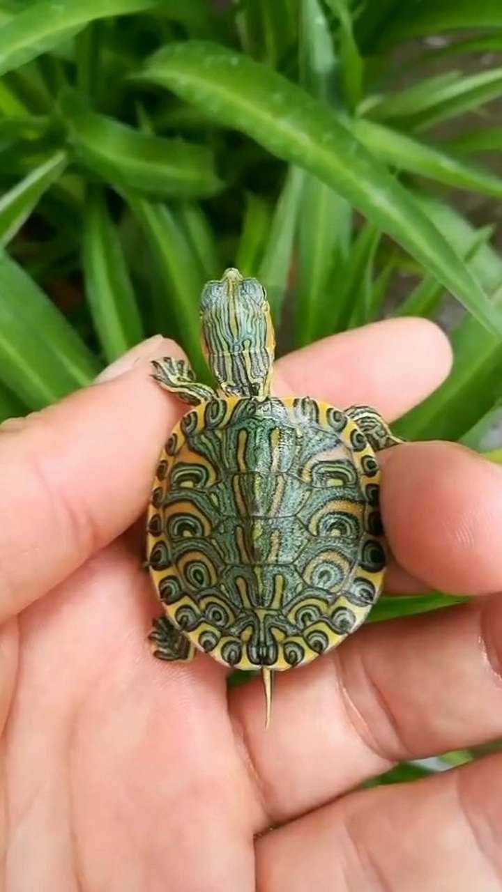 变异巴西龟背面的龟壳好好看呀你们觉得呢