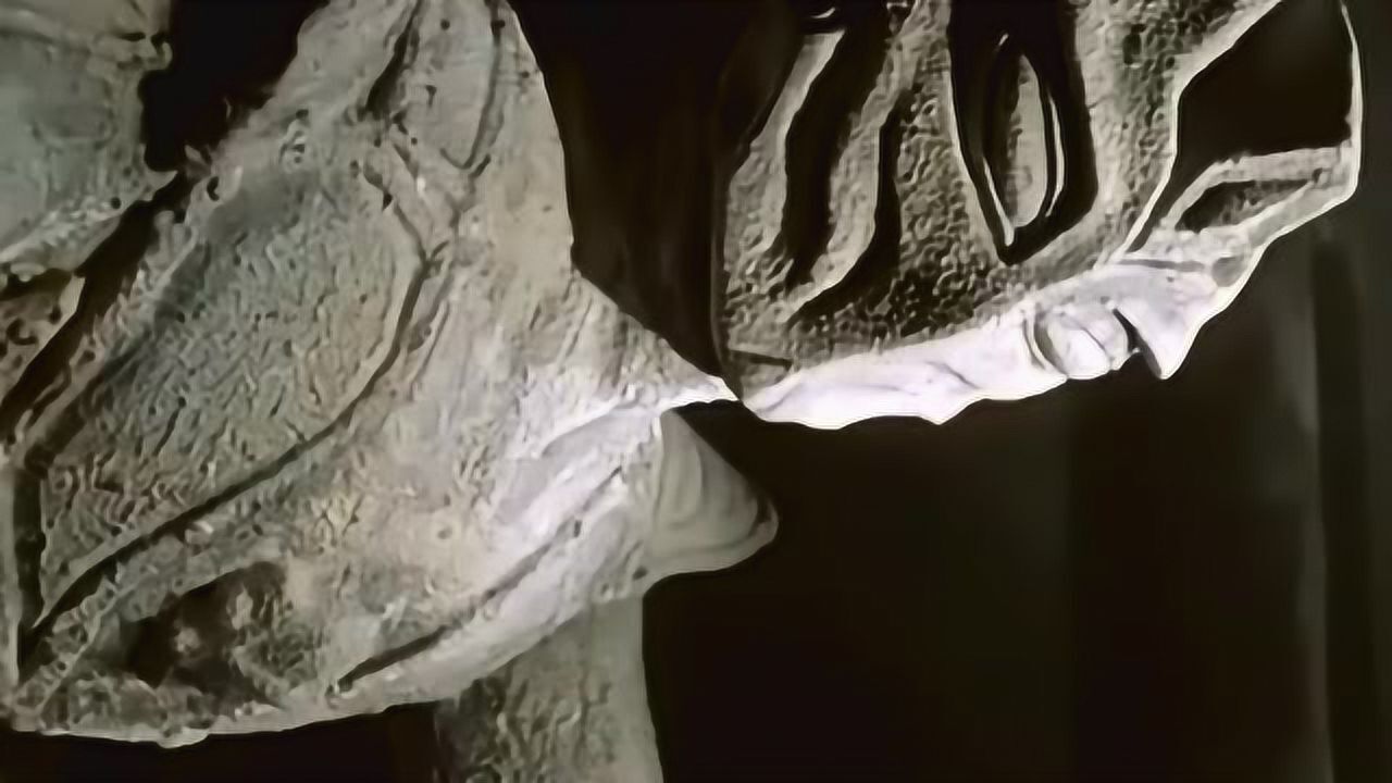 考古发现迪迦的化石图片