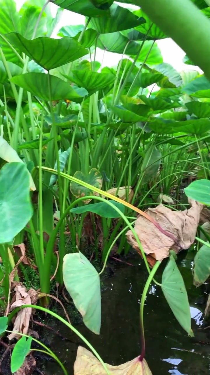 芋头梗超级好吃哦