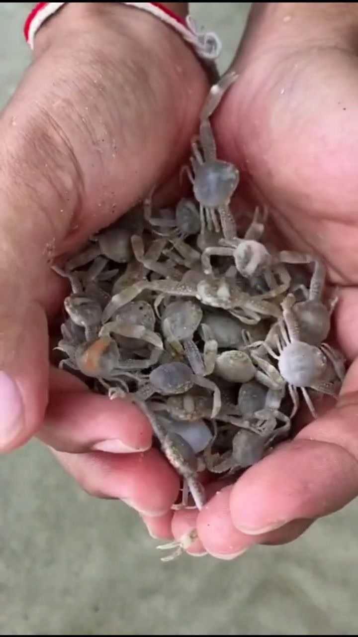 这个是小时候的帝王蟹吗