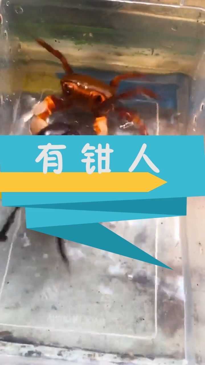 螃蟹大家都是有钳人相煎何太急