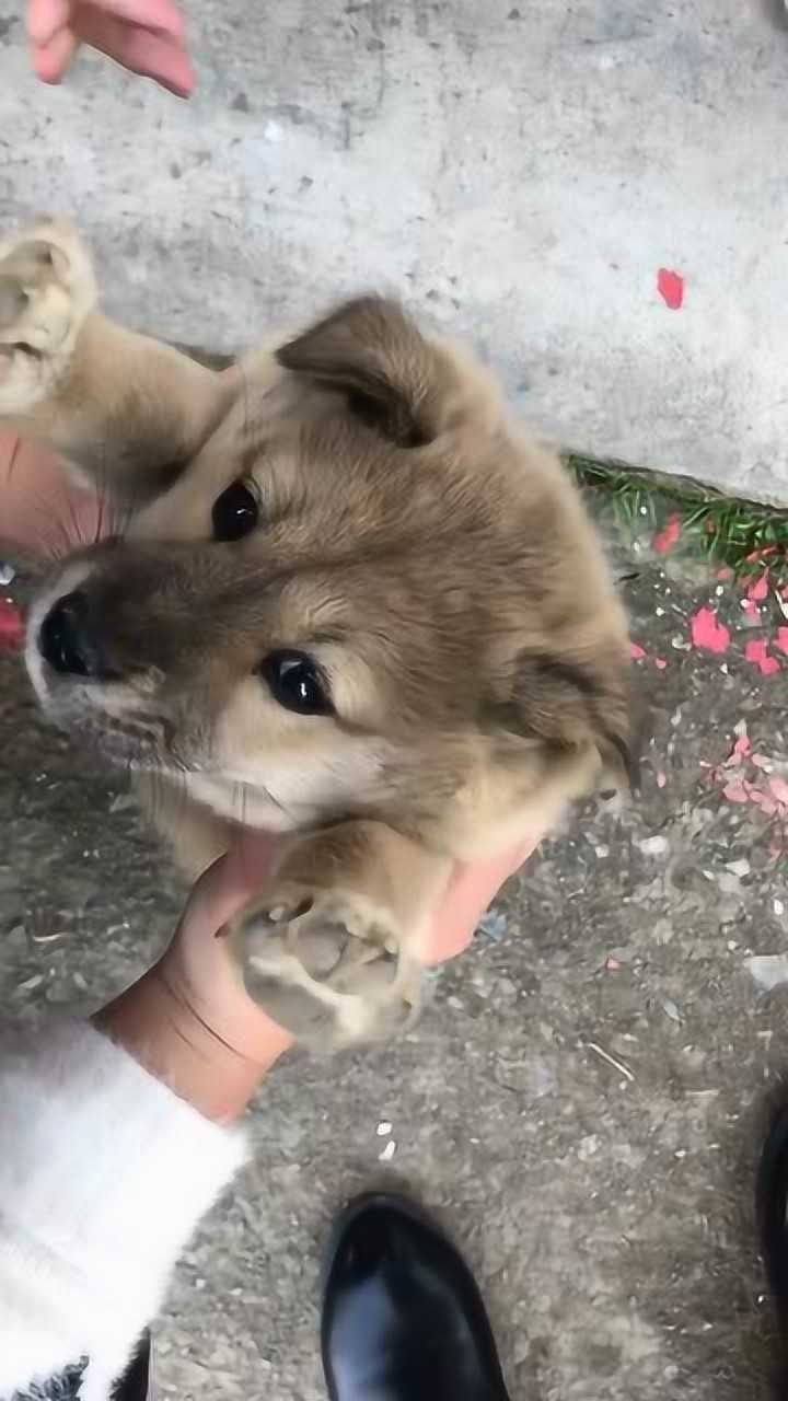 土狗也可愛呀狗新年狗一狗小奶狗