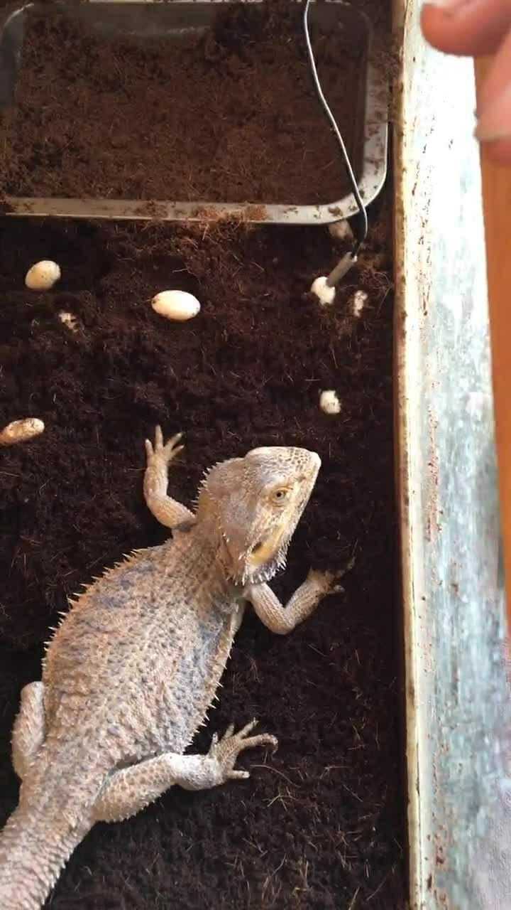 蜥蜴下完蛋了我过来见蜥蜴蛋把它带到一个安全的地方