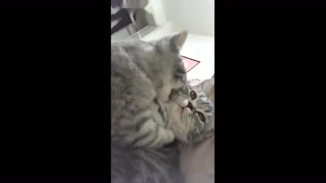 猫咪,在线播放