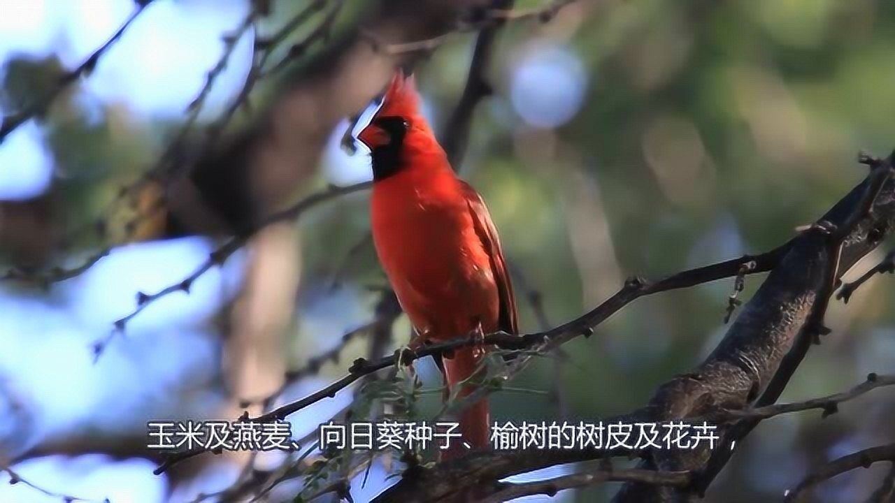 北美红雀(雀科主红雀属动物)_搜狗百科