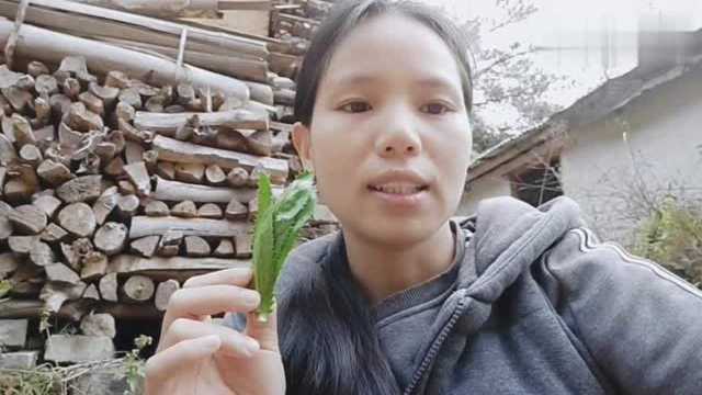 这种叫番鬼芫茜的植物当地人拿来作香料,煮鸡鸭鱼放一点很香