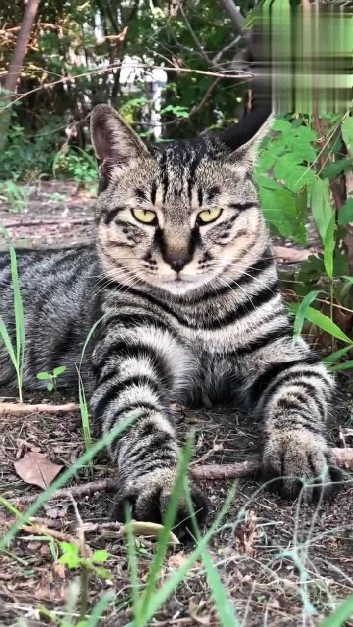狸花猫和狸猫的区别是:狸花猫是家养的,狸猫是野生的_高清1080P在线观看平台_腾讯视频