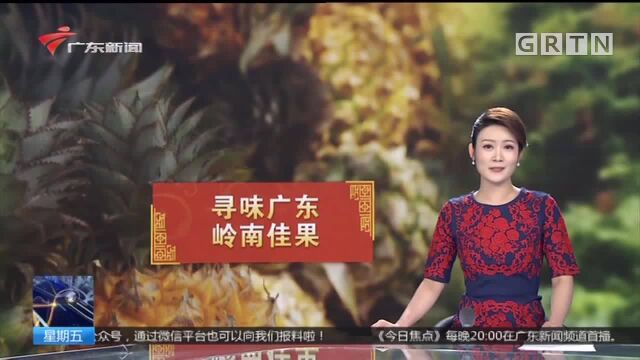 寻味广东:岭南佳果 四季佳果飘香 唤醒味蕾