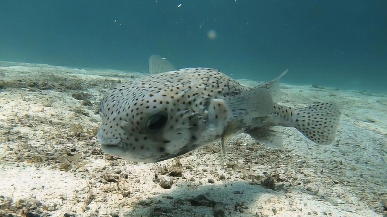 潜水识鱼之刺鲀篇 全身骨骨的刺看起来很危险?