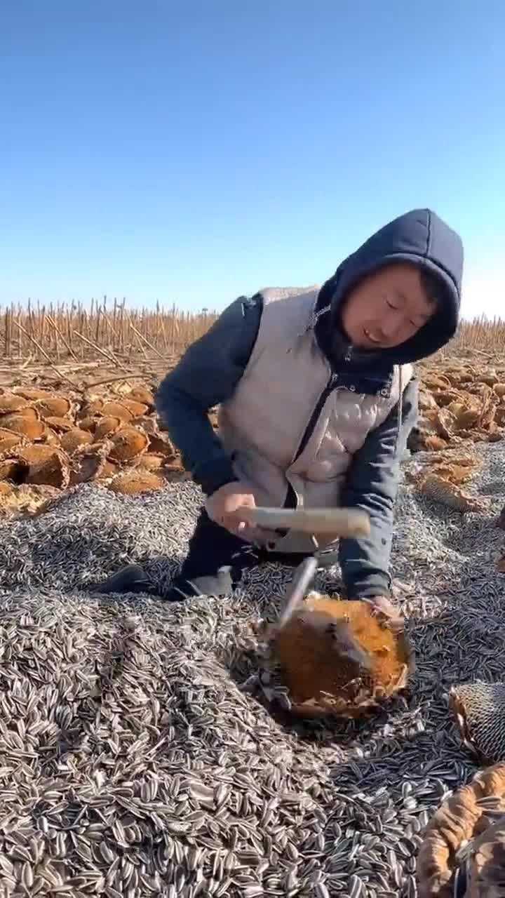打葵花籽的活你是不是也干过呢