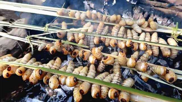 农村毫不起眼的笋虫,大城市卖200元一斤,村民串起来烤着吃看饿了