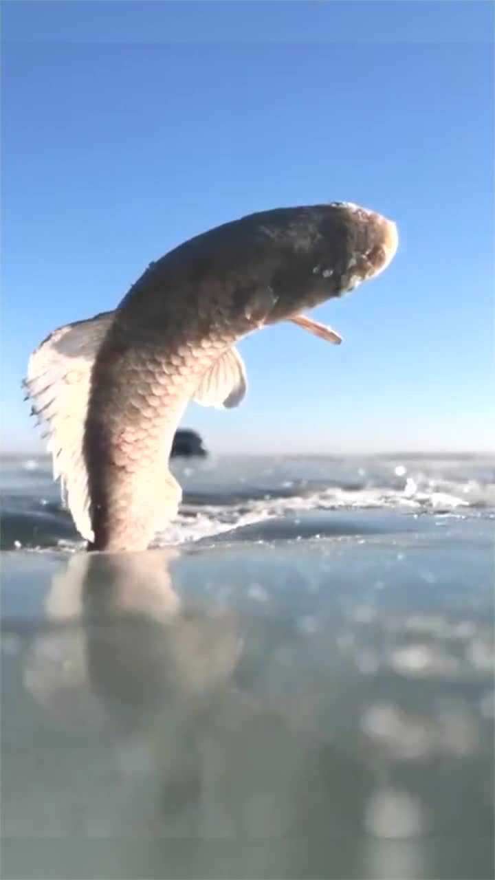 冰冷热带鱼精彩瞬间图片