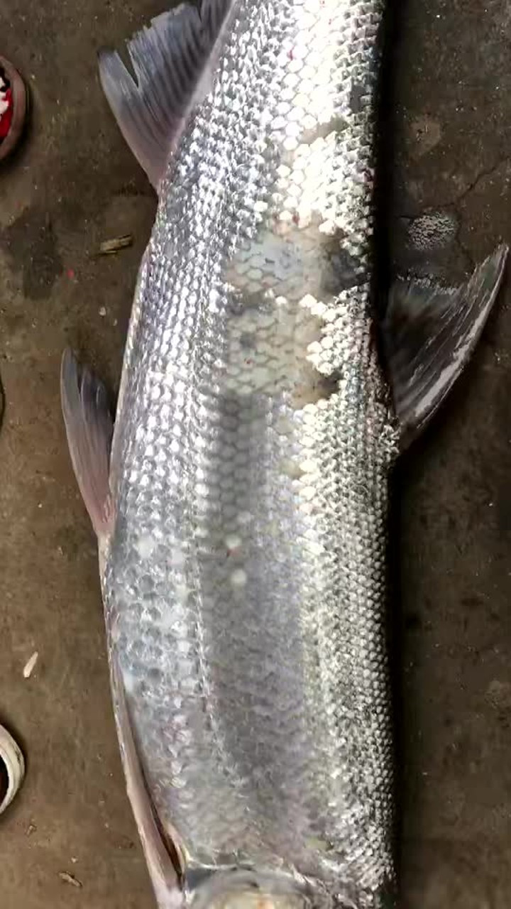 好大单舂陵江野生鱼,这种鱼你们那里叫什么鱼?