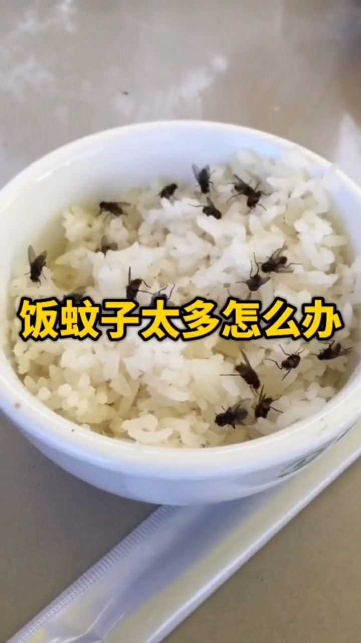 家里饭蚊子太多怎么办