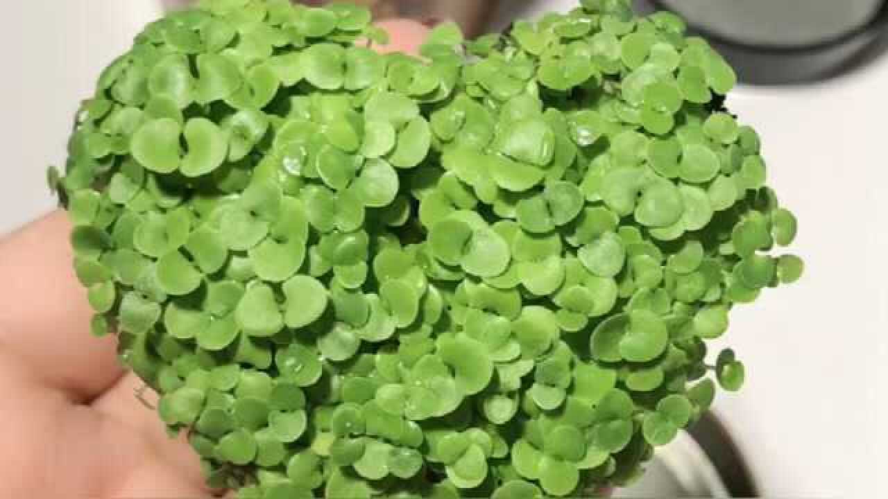 不敢相信!海藻颗粒真的发芽了,原来网上真的没有骗人