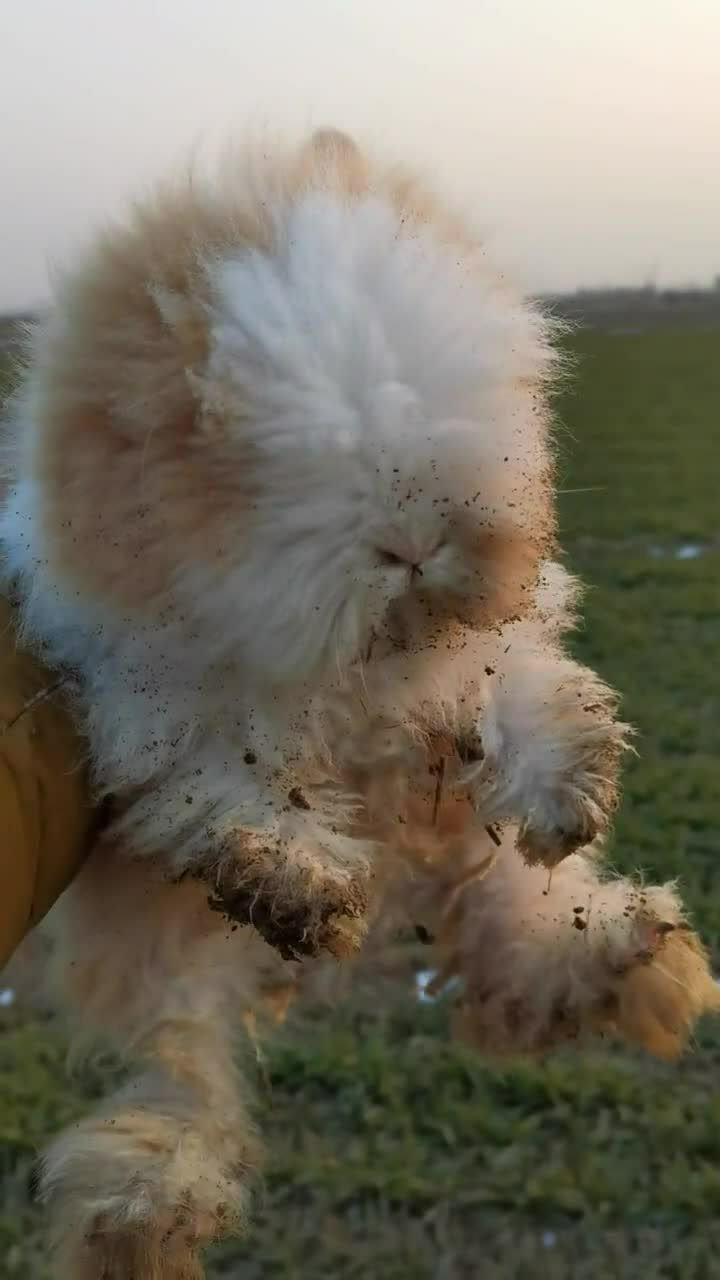 这只兔子好邋遢啊浑身上下都是土该洗澡了