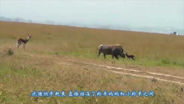 豹子用小羚羊做诱饵,把它叼到父母面前,父母该作何选择?