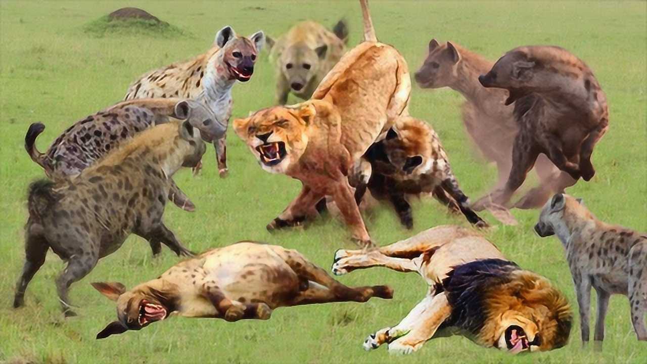 60只鬣狗捕食一头雄狮第一次见狮子这么弱不愧是掏肛一哥