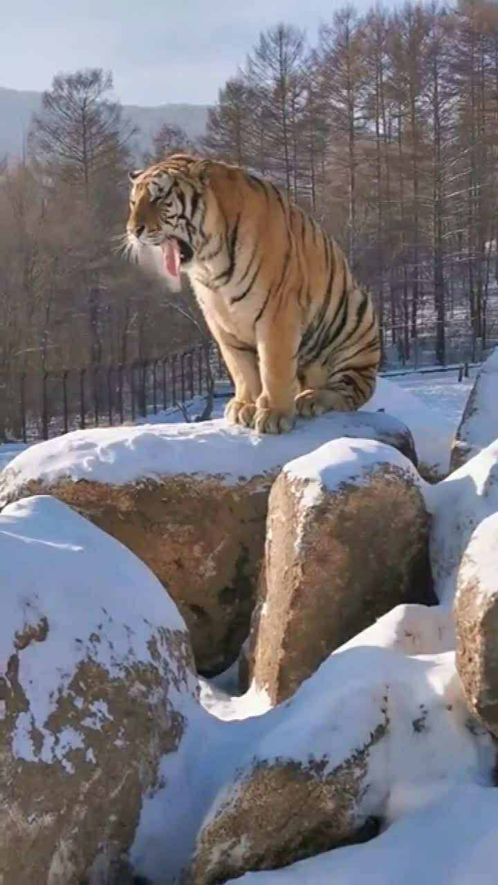 无敌是多么寂寞,雪中拍到的一幕,真是可怜这只东北虎!