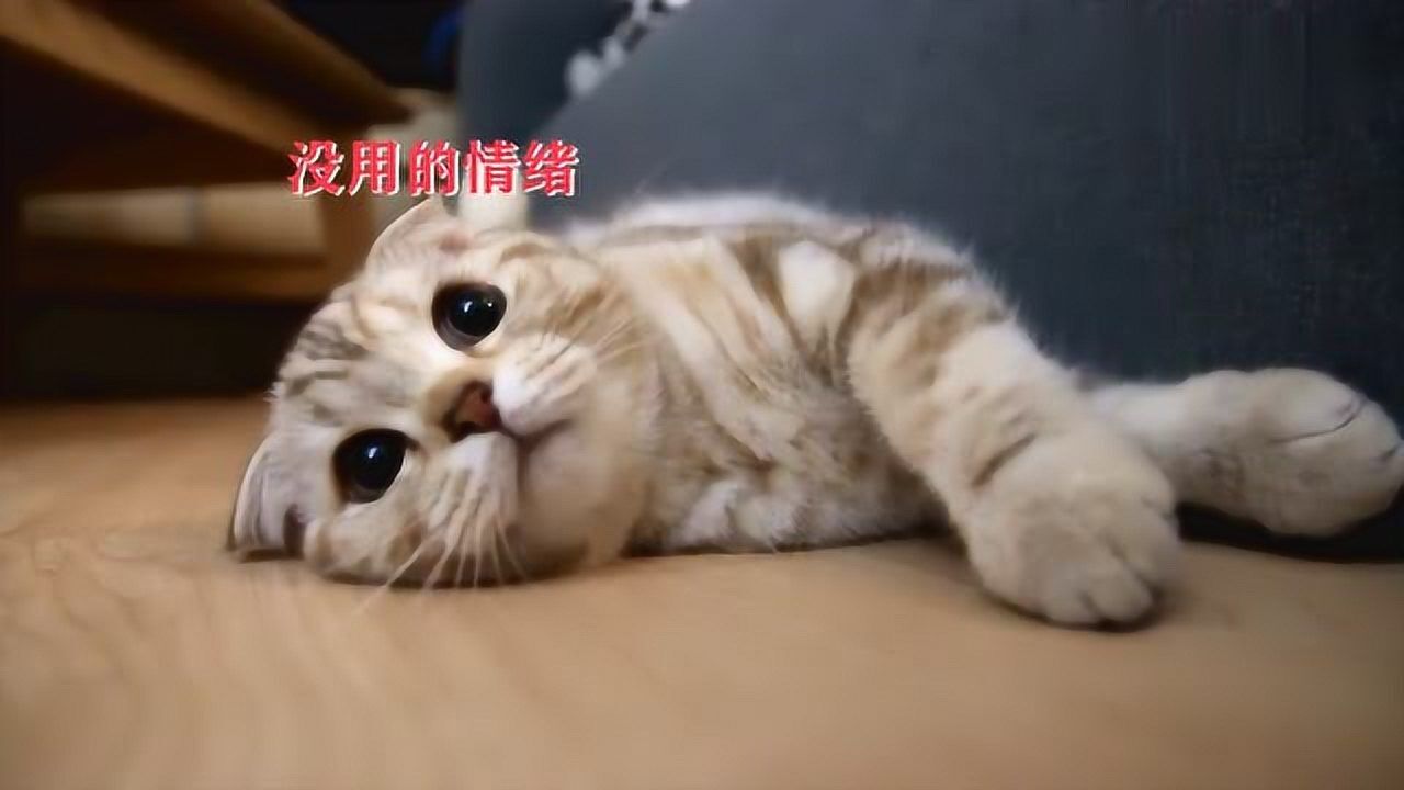 待在家里想太多很累和小奶猫一起放空脑袋吧