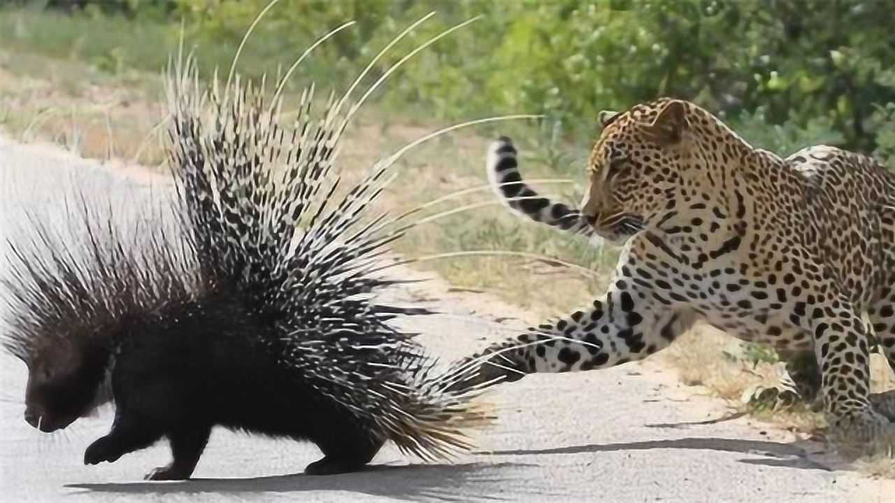 豪猪到底是怎么用刺攻击敌人保护自己的看的时候可千万不要眨眼了