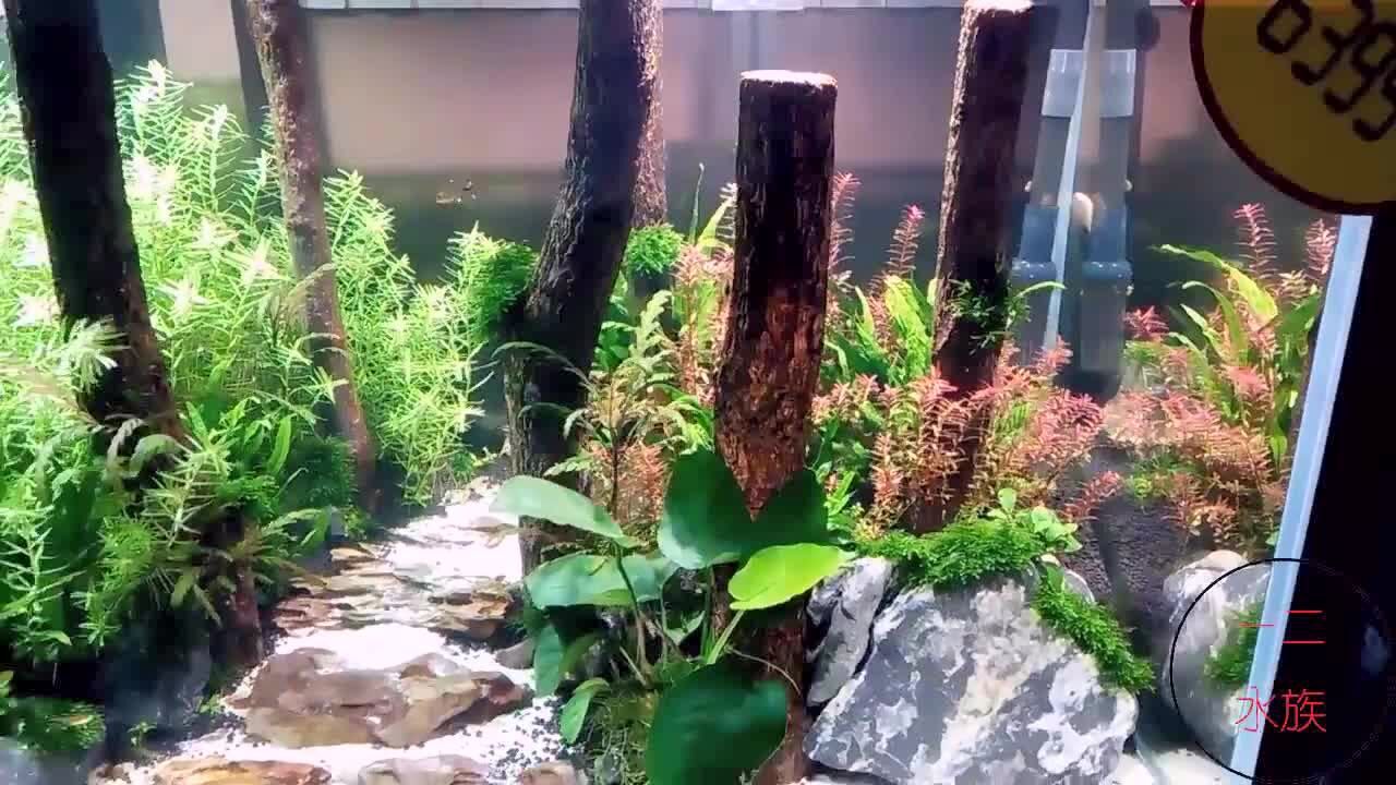 人家把树林搬进鱼缸了,香槟木草缸造景,就是这么有腔调