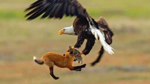 狐狸捕食兔子，老鹰将它俩一起叼上天，出现了戏剧性的一幕！