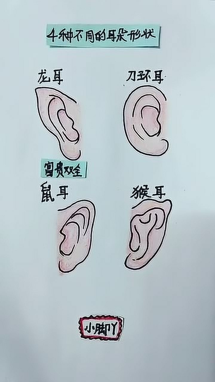 各种耳朵形状图片解说图片