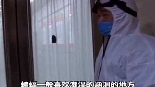 沈阳一大厦内惊现蝙蝠吓坏众人,野保志愿者:或是顺着办公室空调孔爬入的