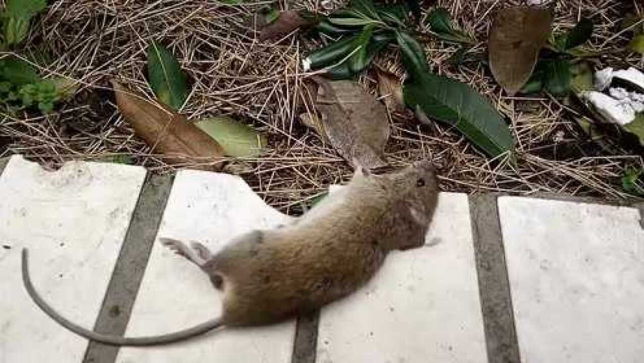 可怜的小老鼠_腾讯视频