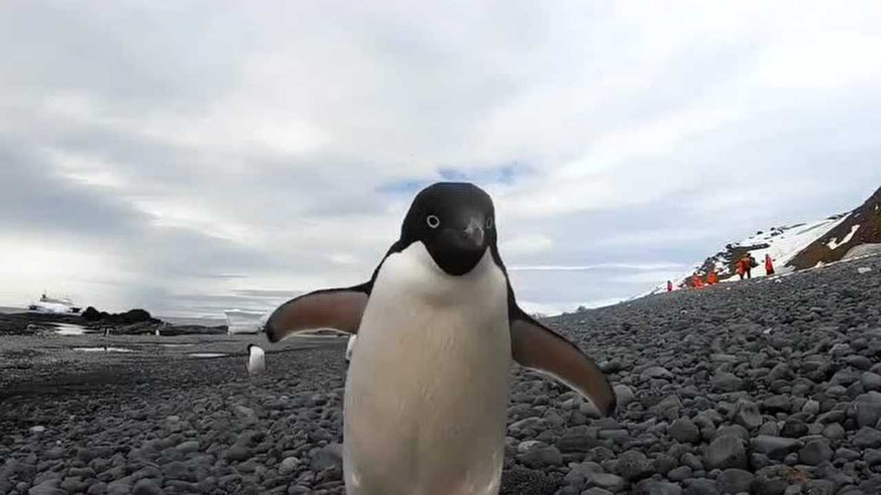 一只好奇的企鹅