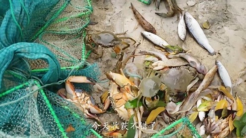 渔人乡仔在海边放了地笼，第二天来收发现有鱼有虾，收获满满