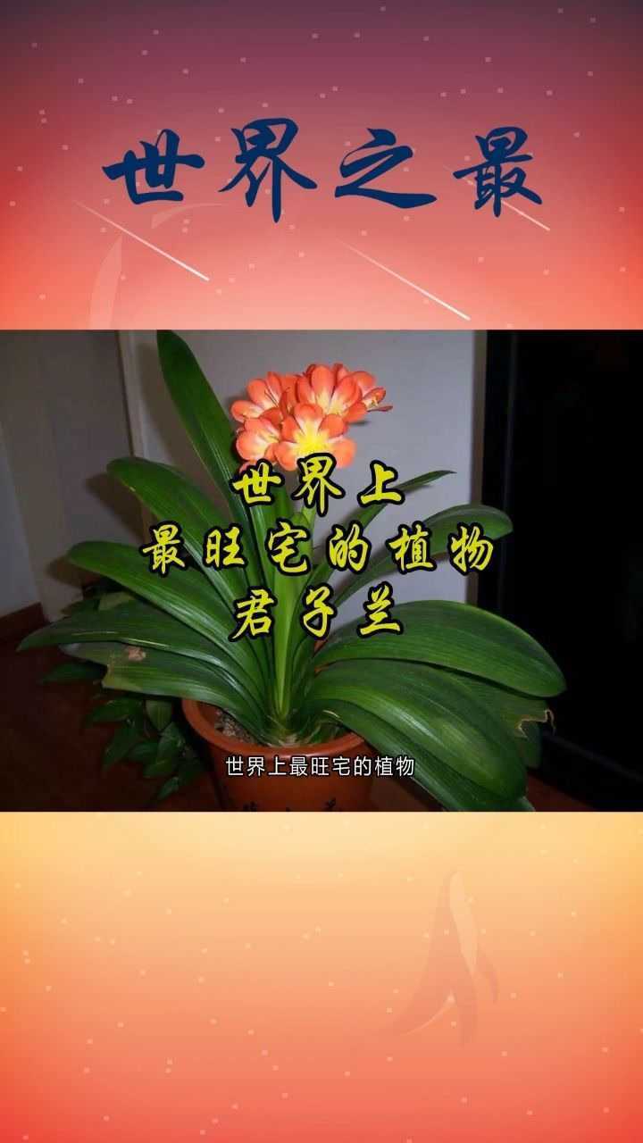 世界上最旺宅的植物君子兰