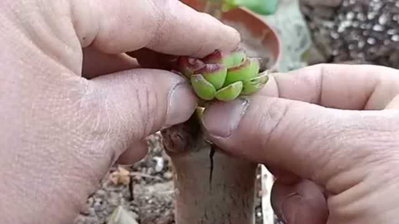 玉树嫁接多肉过程大师果然是高手看完你学会了吗