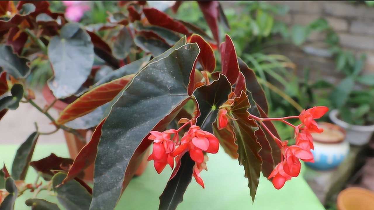 养花必备5种药专治蚧壳虫红蜘蛛等虫害效果出奇好