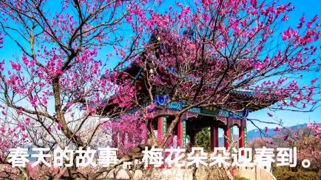 讲述春天的故事,梅花山迎春赏梅拍照