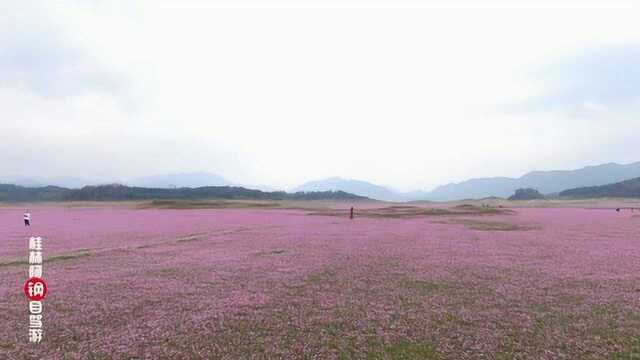 2020年桂林阿钢自驾游航拍灵川公平湖紫云英花海