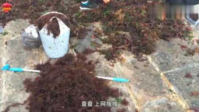 山东青岛,海边出现大片“草珊瑚”,赶海的乐了罕见,这下赚了