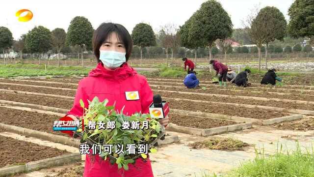 春耕正当时 抢种蔬菜保供应