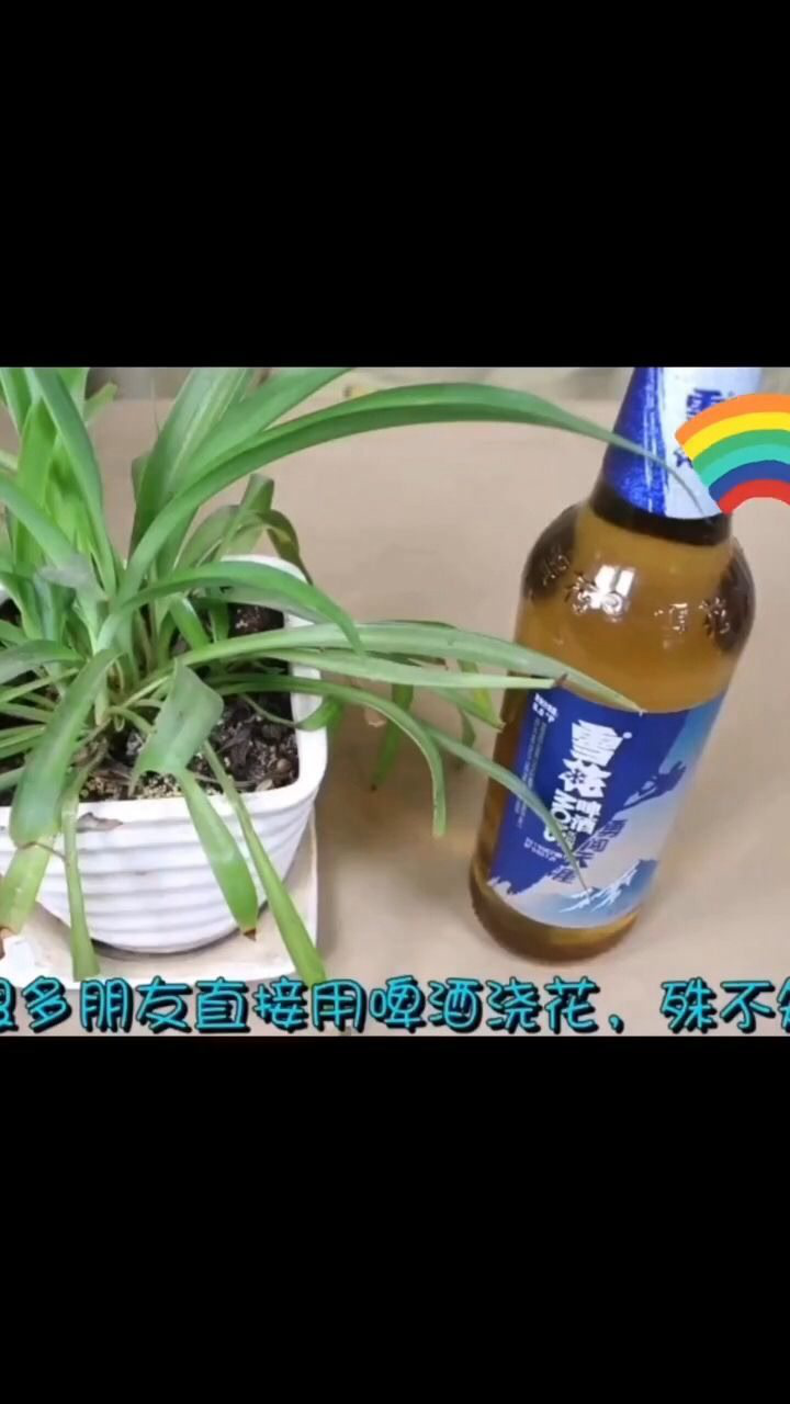 啤酒可以澆花嗎