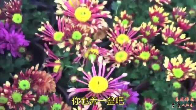 精美四季荷兰菊欣赏!双色菊花增添艳丽色彩,你也养一盆吧!