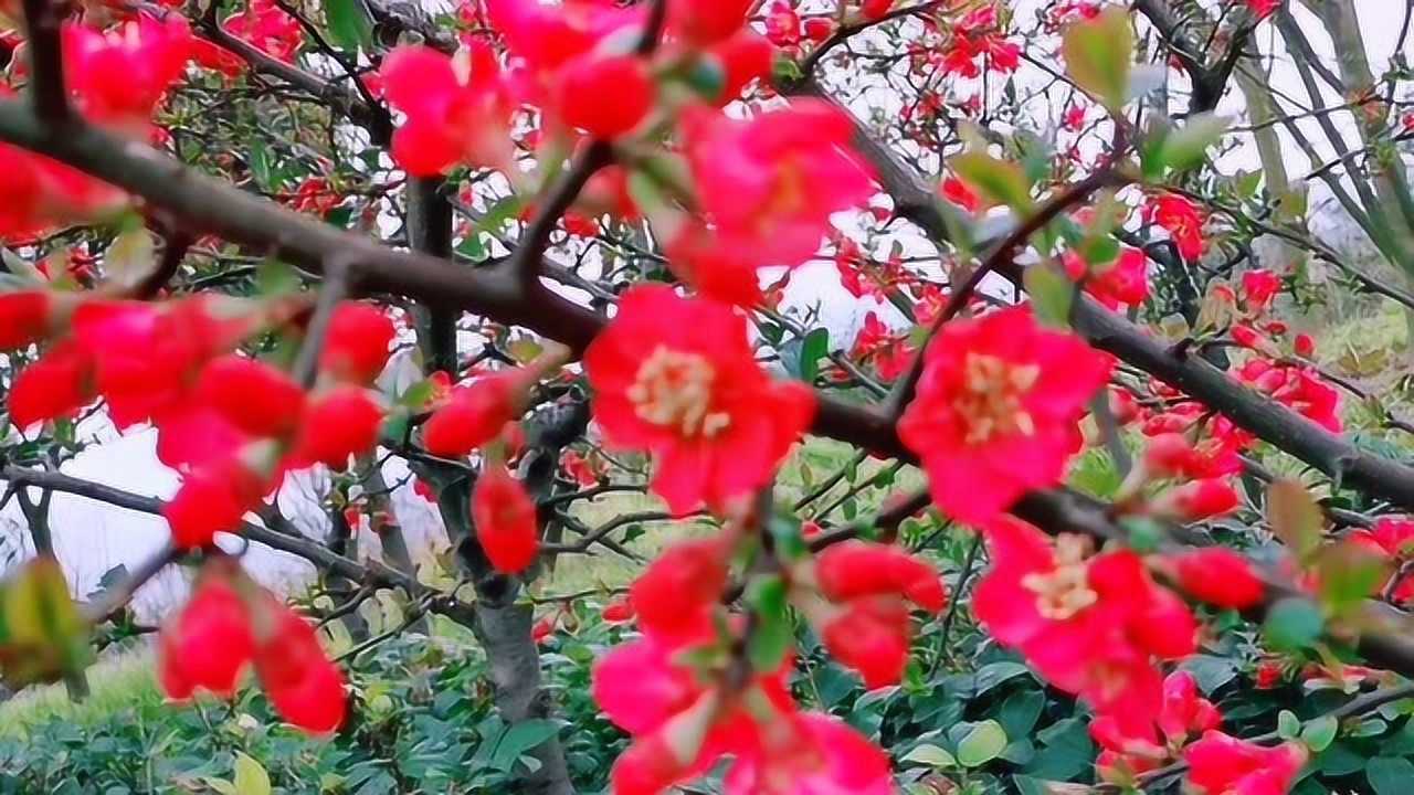 又是一年桃花開粉紅的笑臉惹人愛歌曲桃花美桃花開