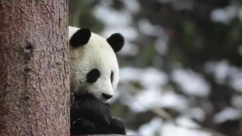 森林视界——大熊猫国家公园