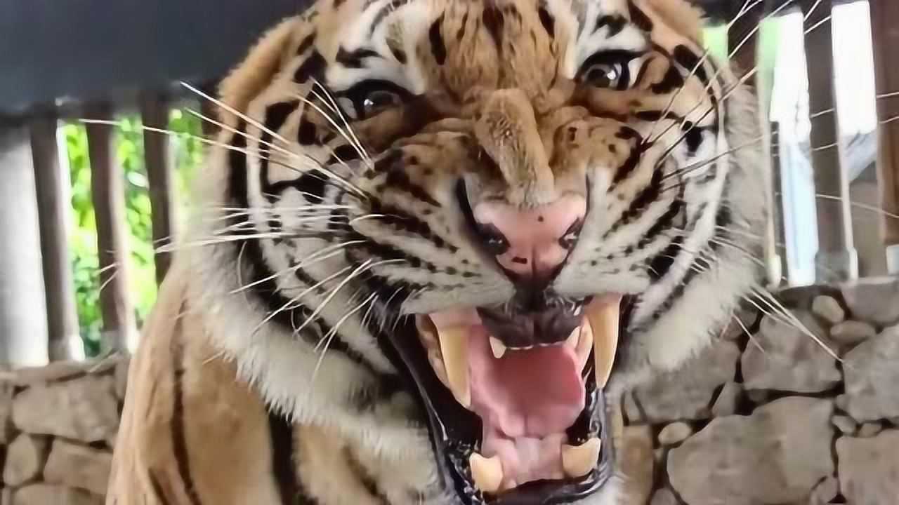 这是一只很霸气的老虎,当它张开嘴巴的时候,没想到牙齿这么锋利!
