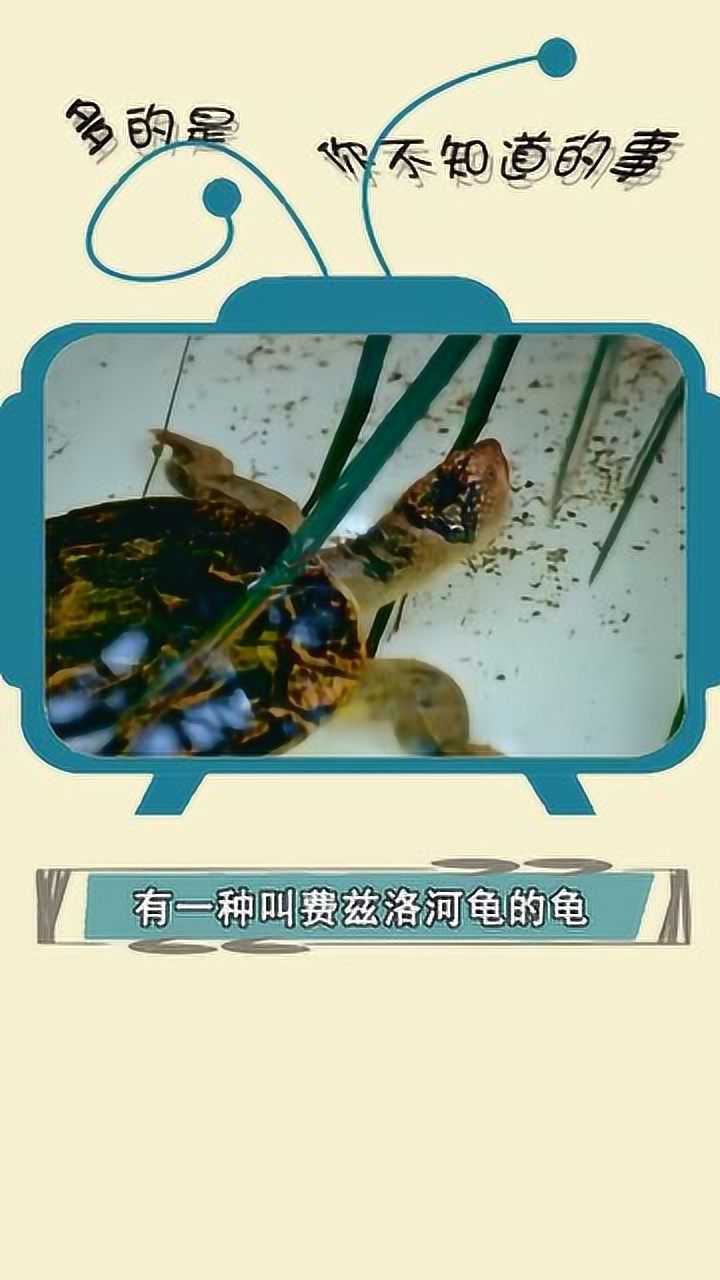 龟息大法用屁股呼吸的龟