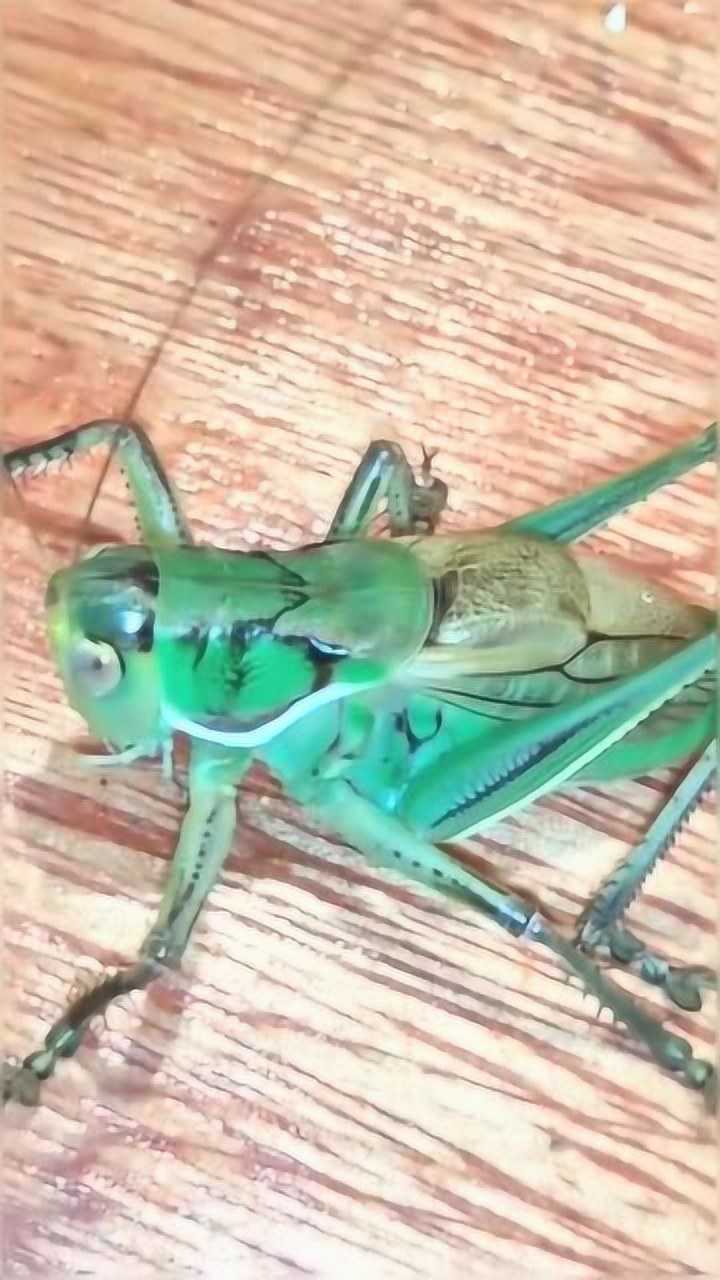 看我家这只蝈蝈咋样背部有花纹是不是就是好蝈蝈