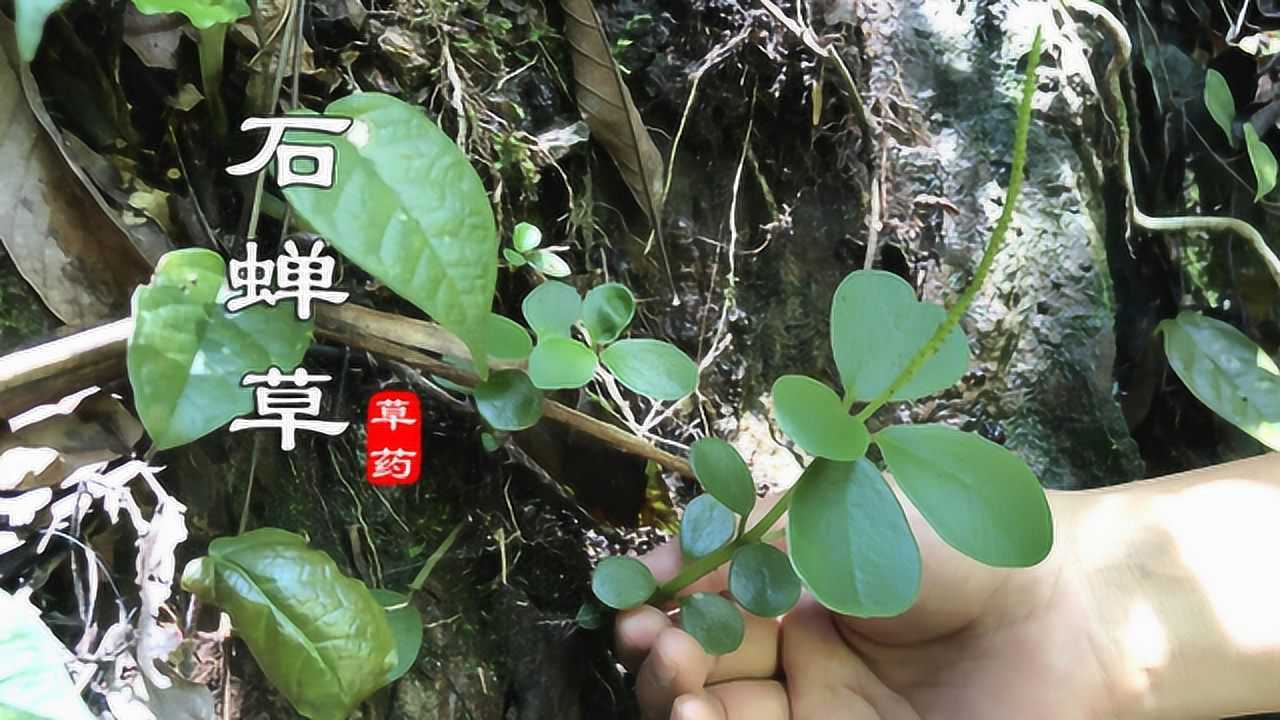 珍贵稀少的野生"石蝉草"你认识吗?兰兰今天运气不错,碰见好几颗